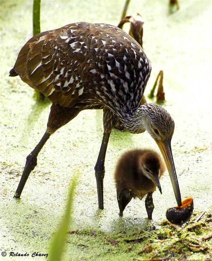 Limpkin w/ Chick