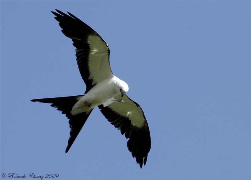 Swallow Tailed Kite