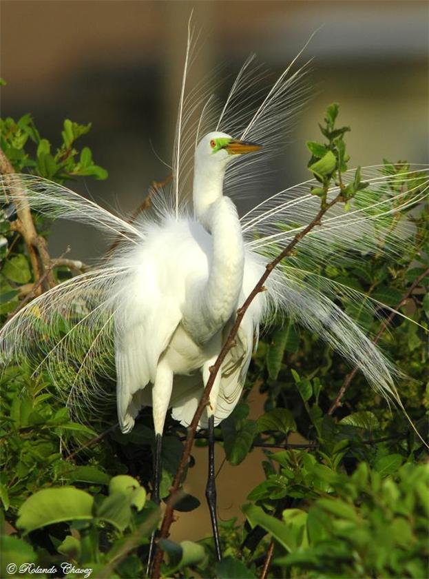 Great Egret Breeding