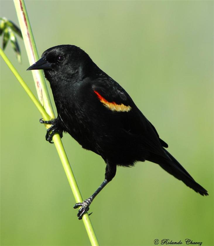 Red Winged Black Bird