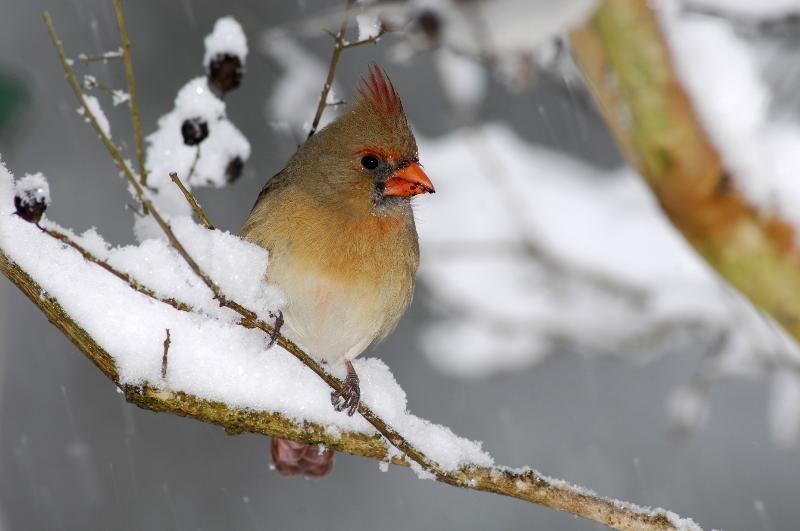 Cardinal in Snow