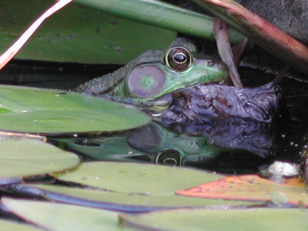 Bullfrog consuming baby bird