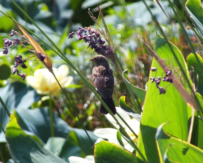 Sparrow in the garden