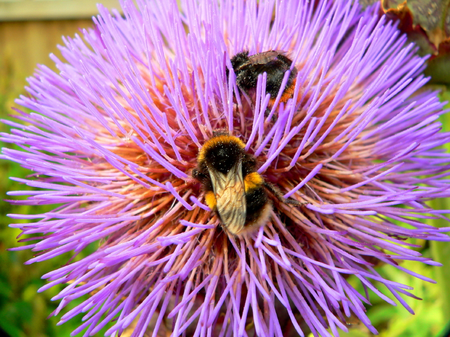 Busy Bees