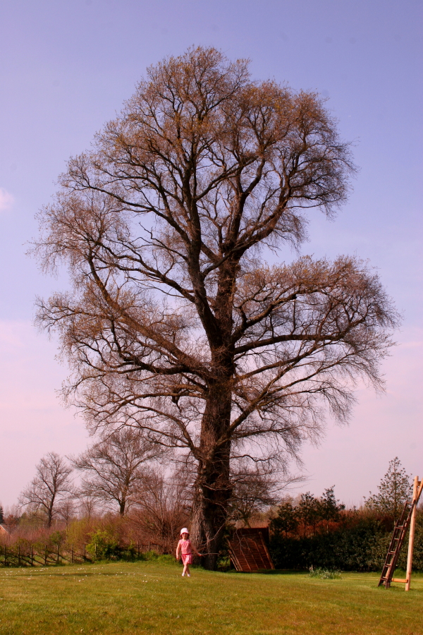 Large Tree