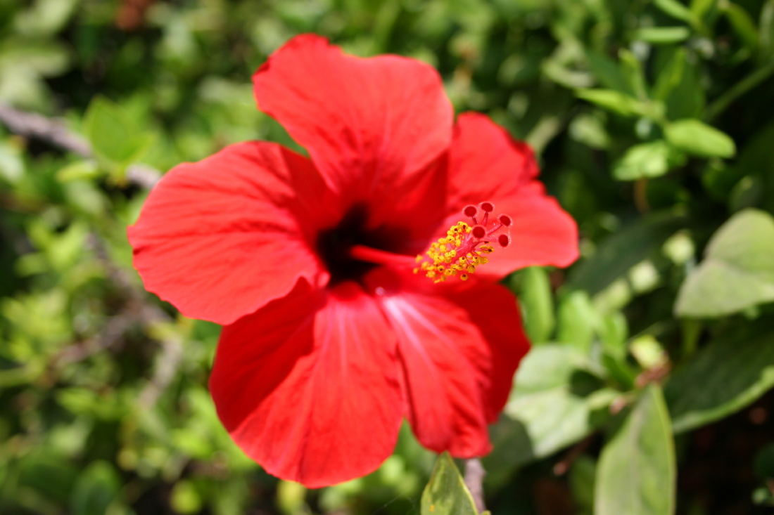 Flower Power