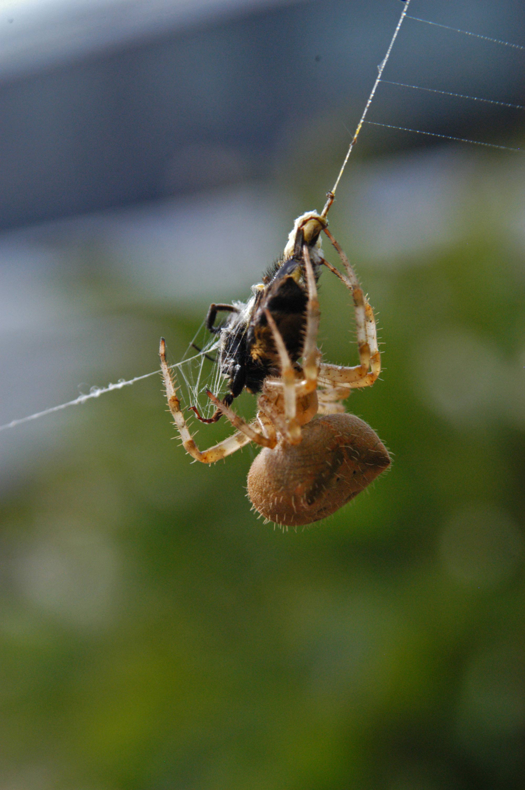 Orb Spider and Honeybee