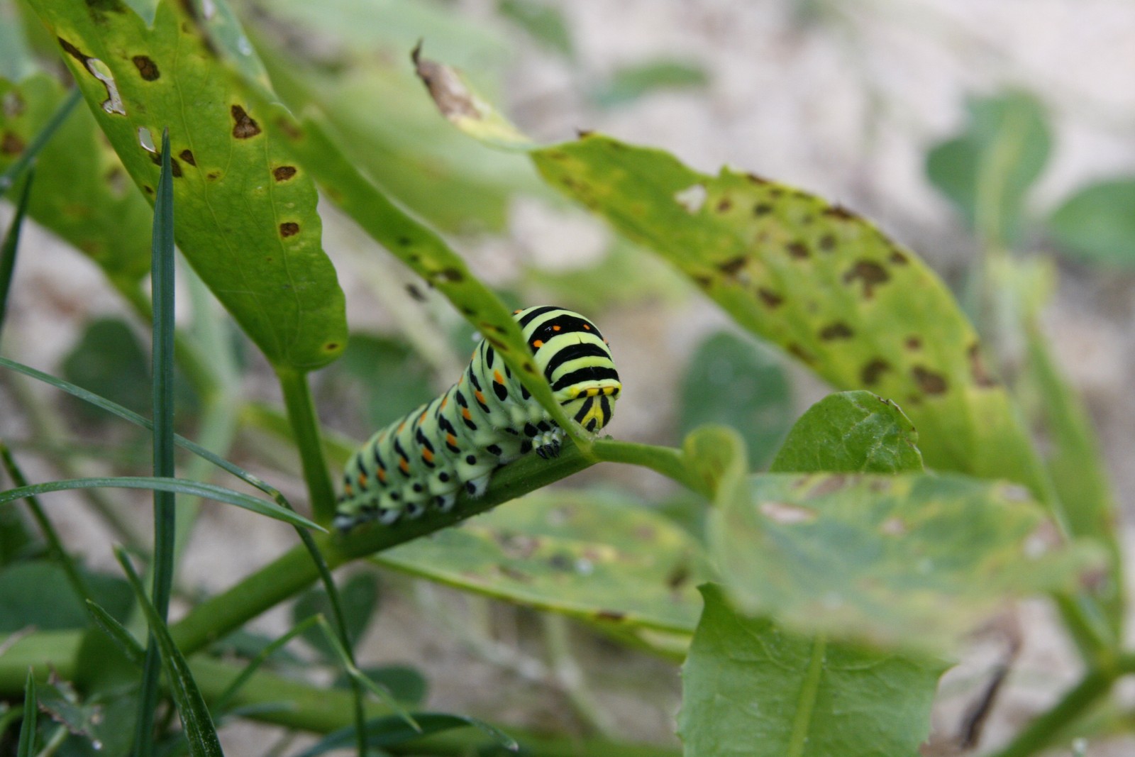 Caterpillar