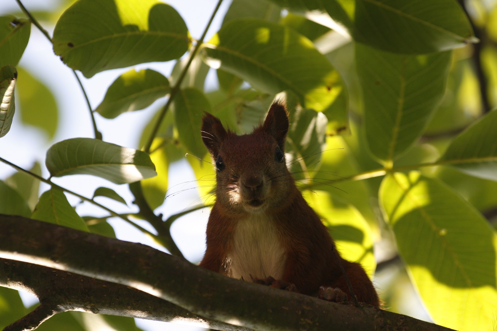 squirrel