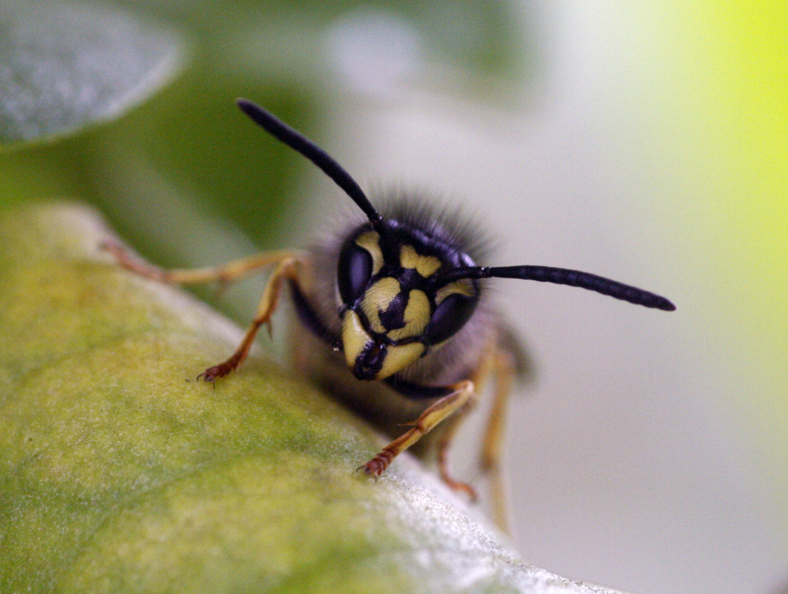 Wasp