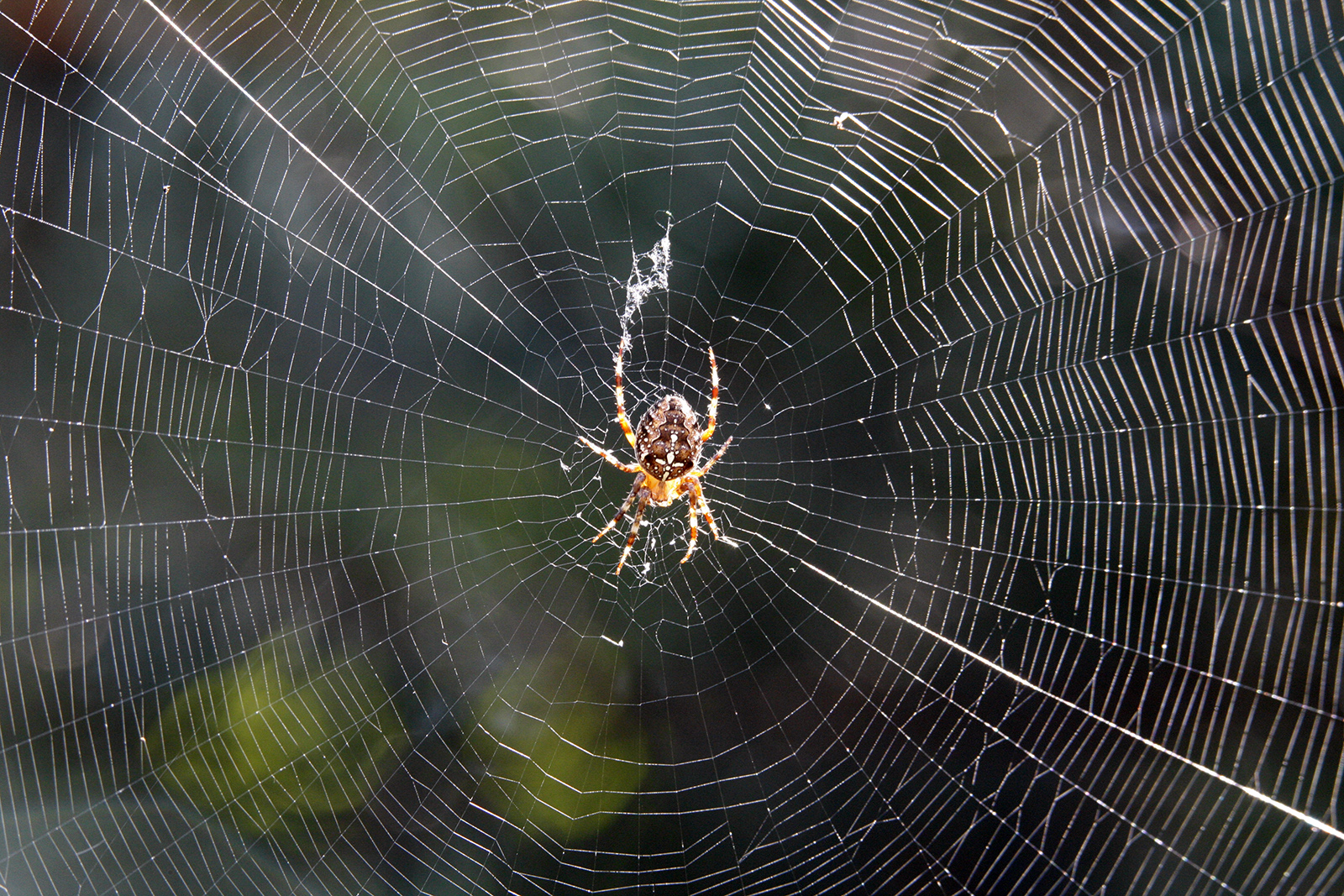 Spider