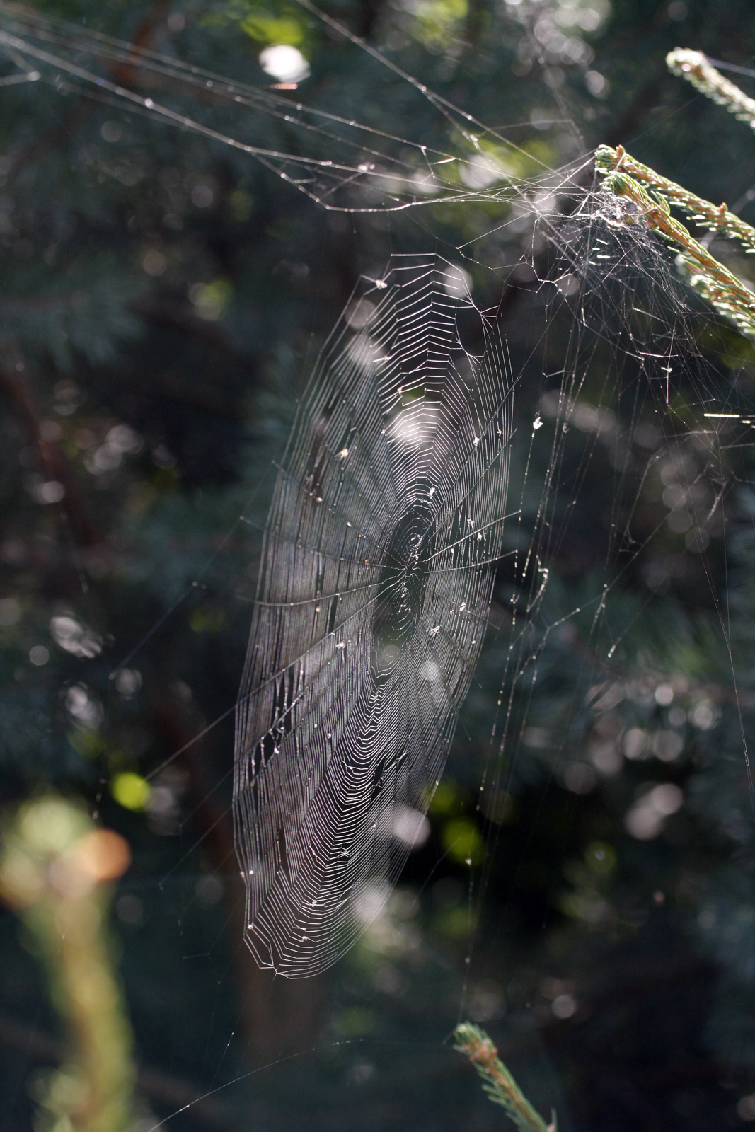 Web