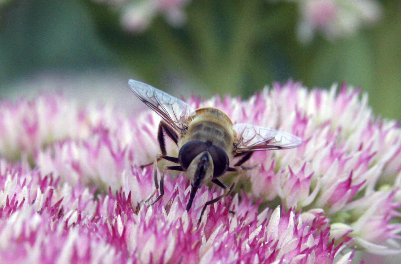 Bee