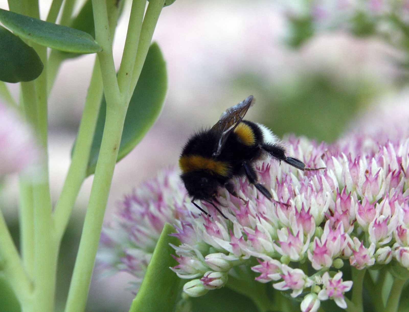 Bumble-bee