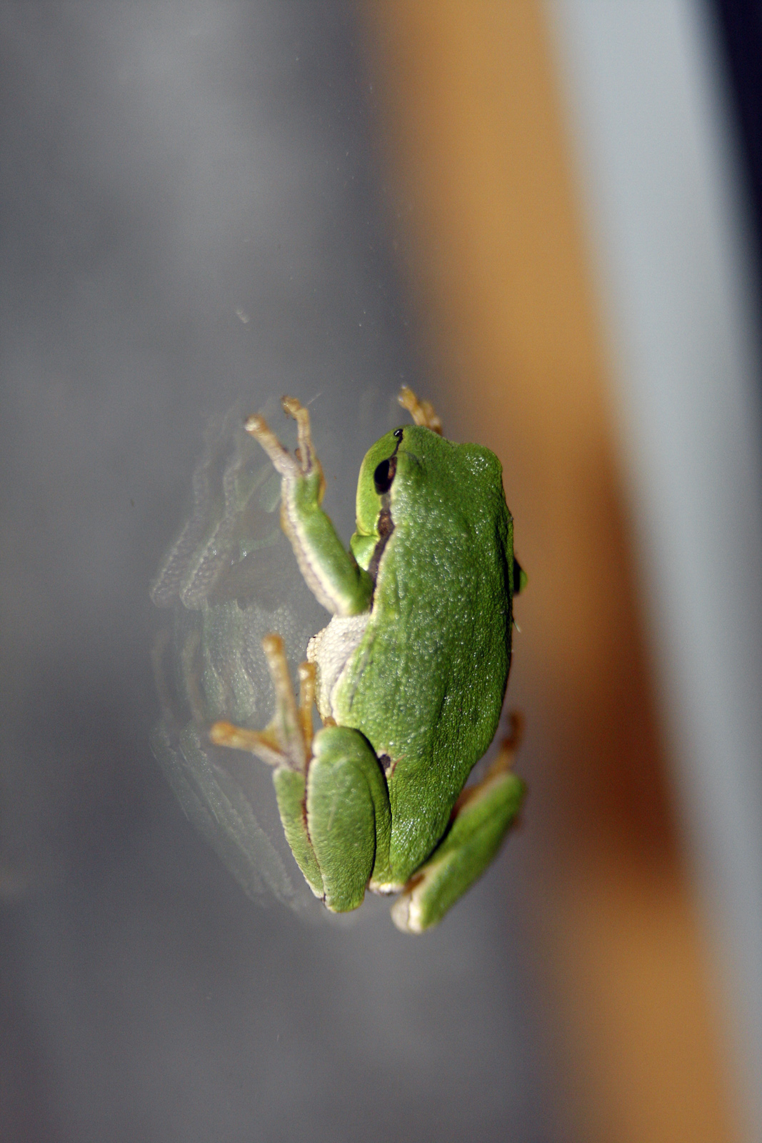 Little frog on the glass...