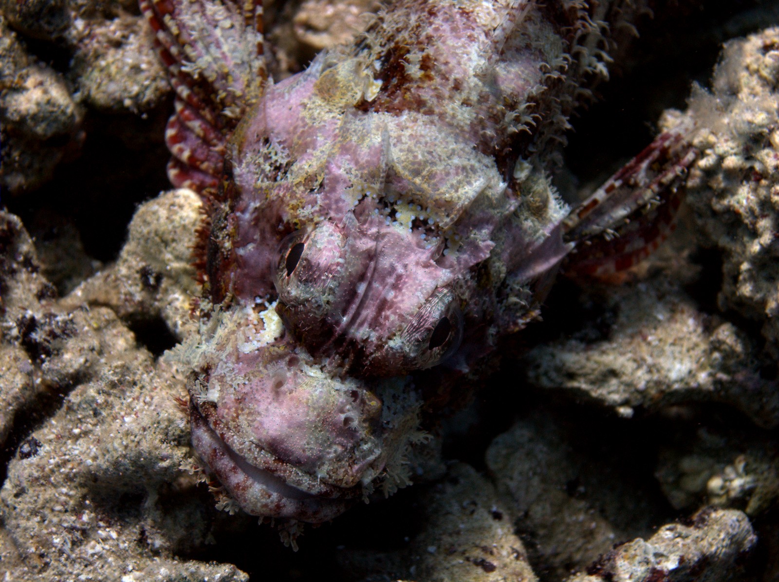 Scorpionfish
