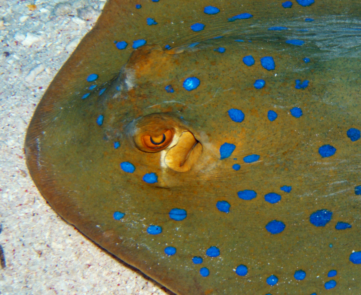 Eye of stingray
