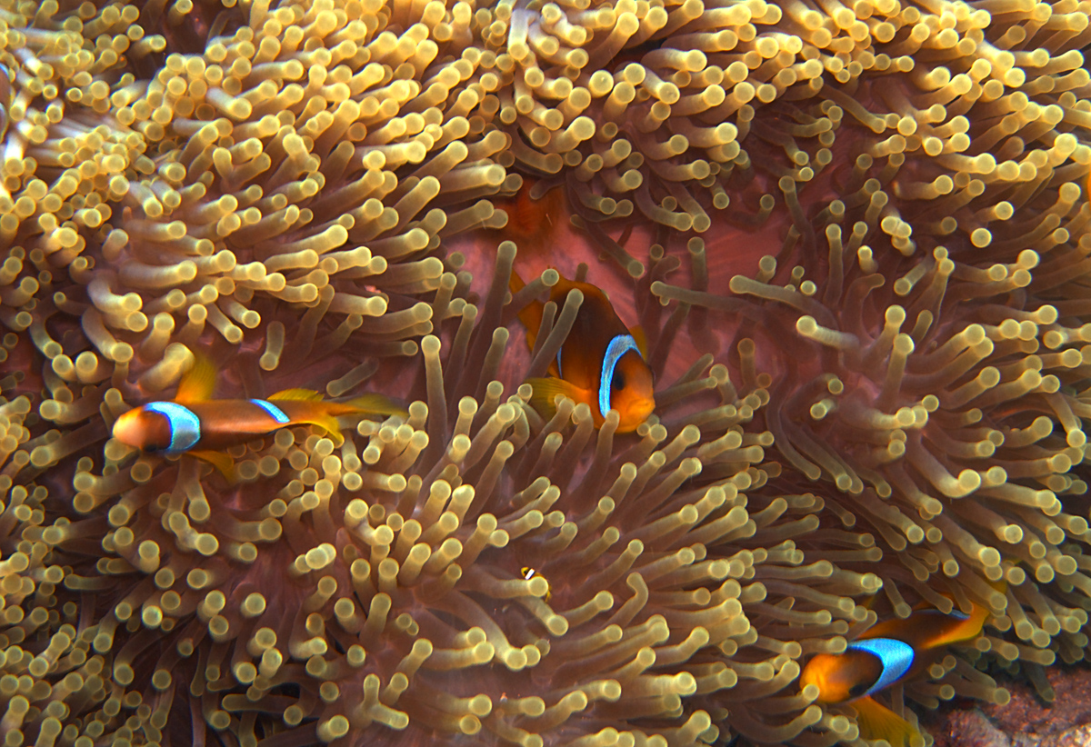 Nemos family ;-)