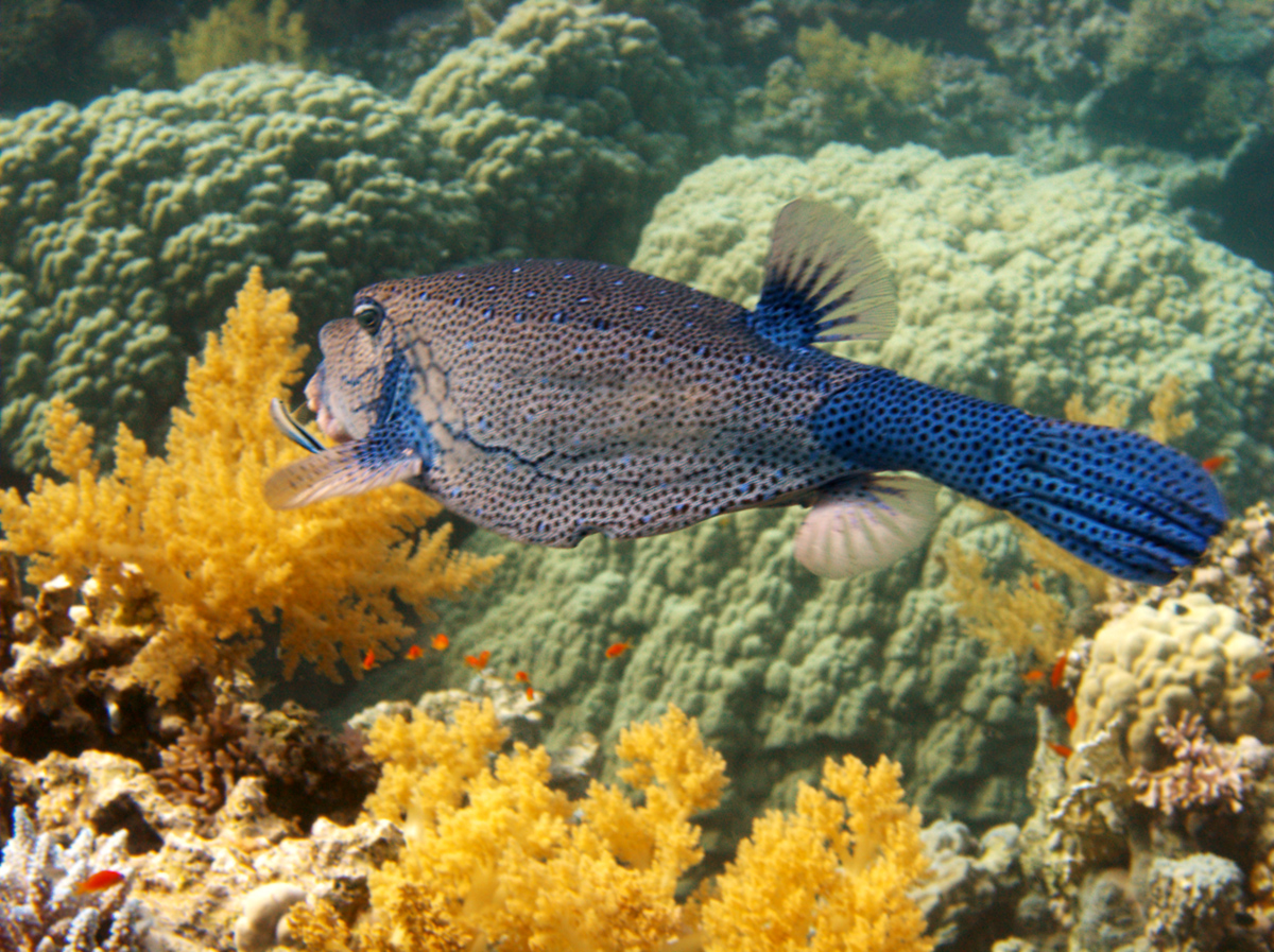Arabian Boxfish