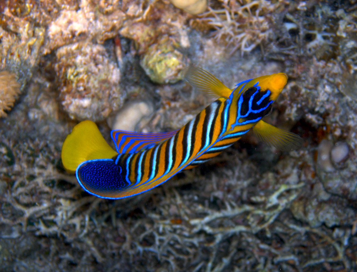 Royal Angelfish