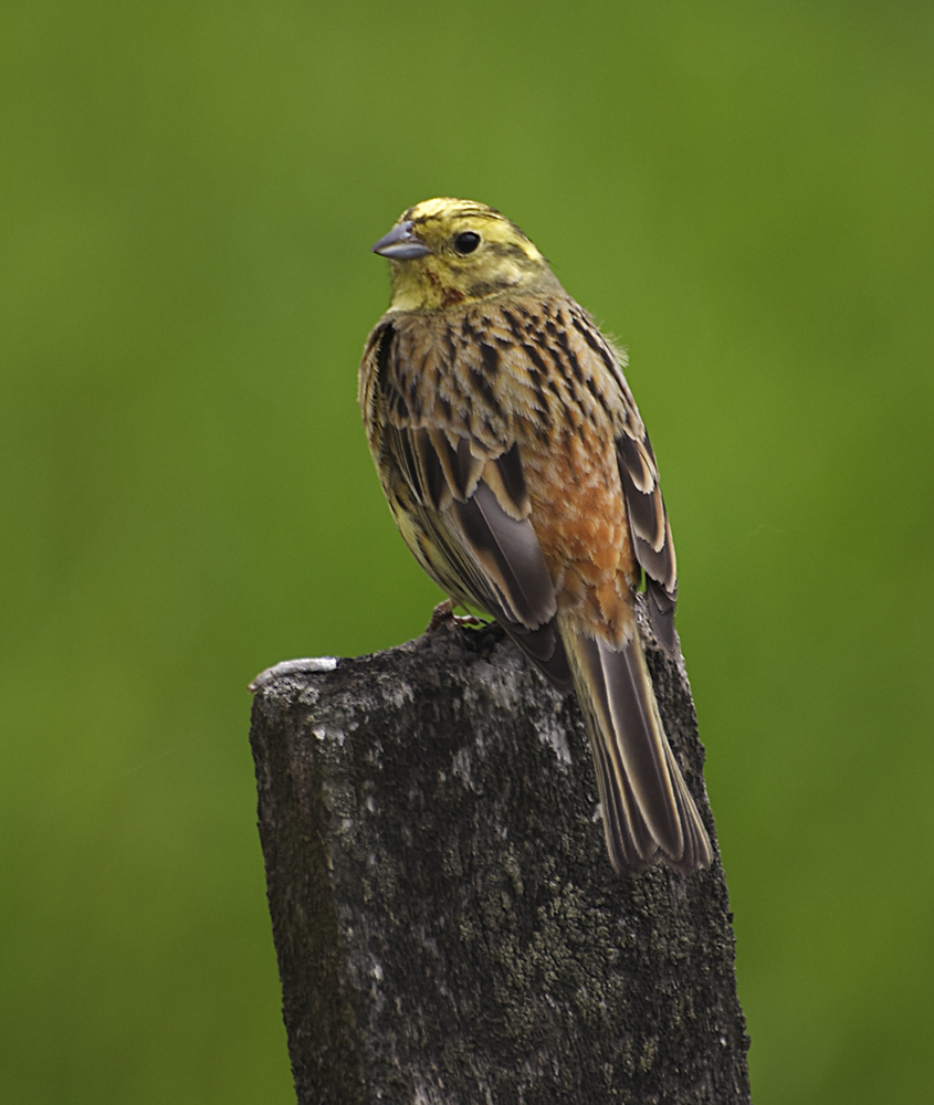 Yellowhammer