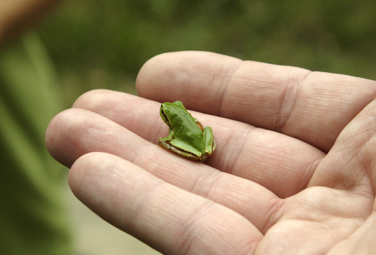 Froglet