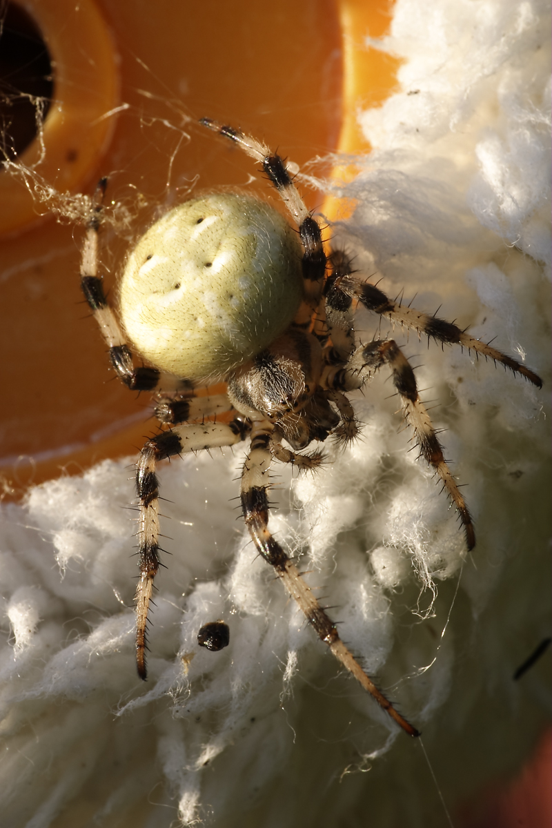 Spider