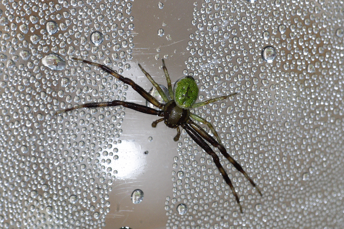 Spider