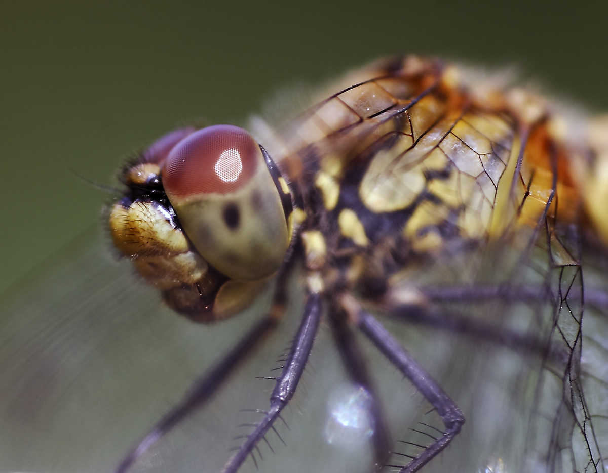 Dragonfly