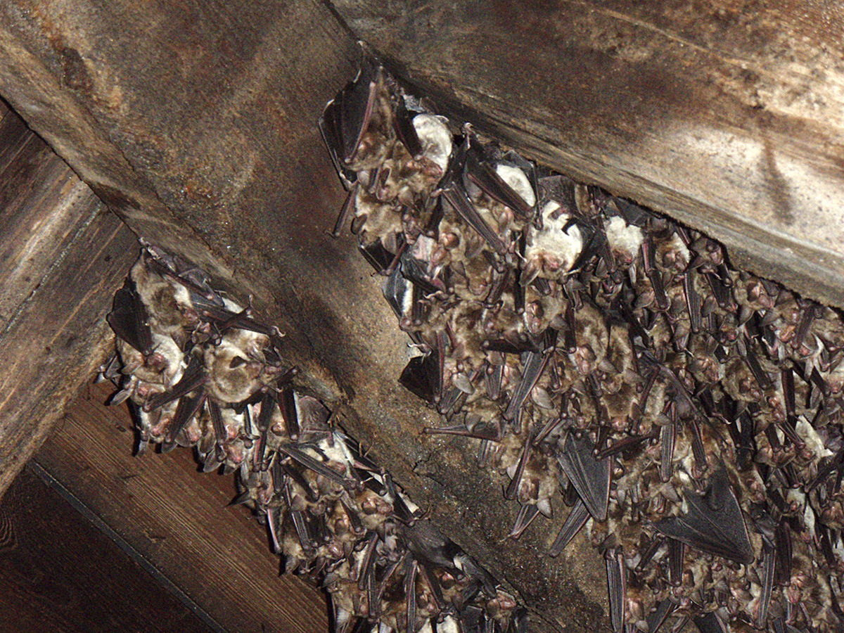 Colony of bats