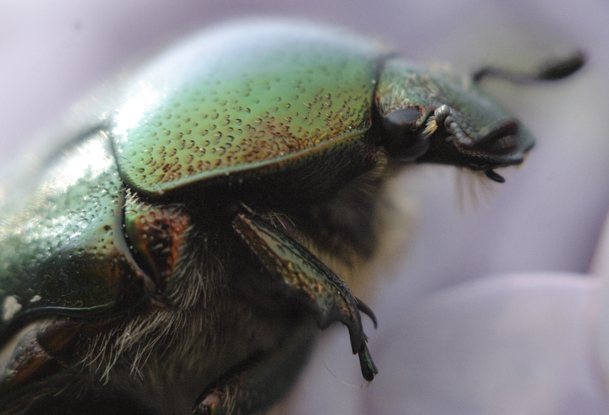 Beetle