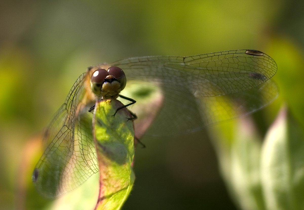 Dragonfly
