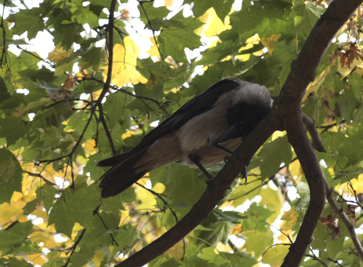 Grey Crow