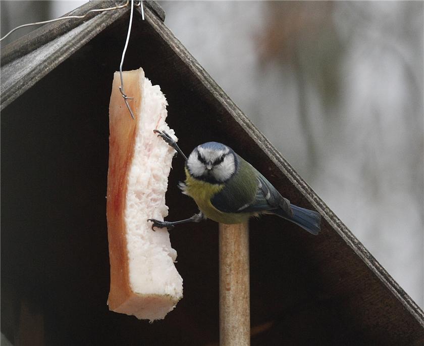 Blue Tit