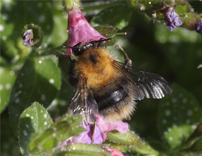 Bumble-bee
