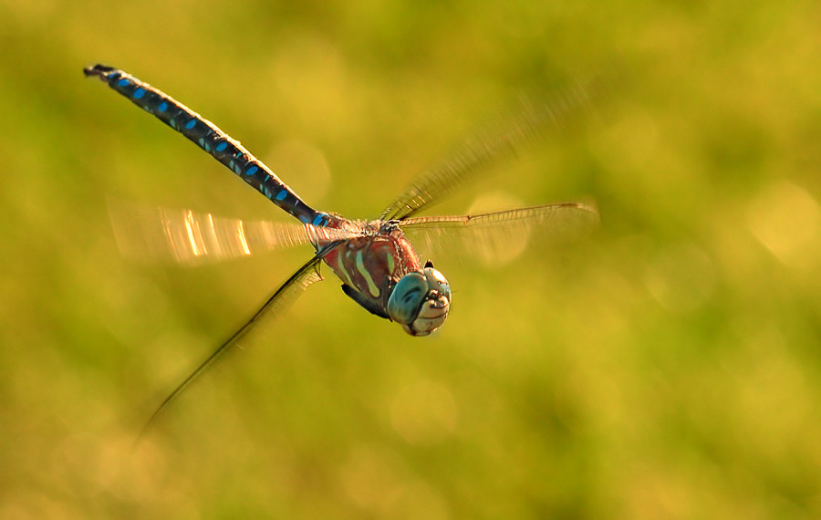 Flight