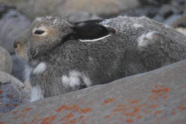 Arctic Hare