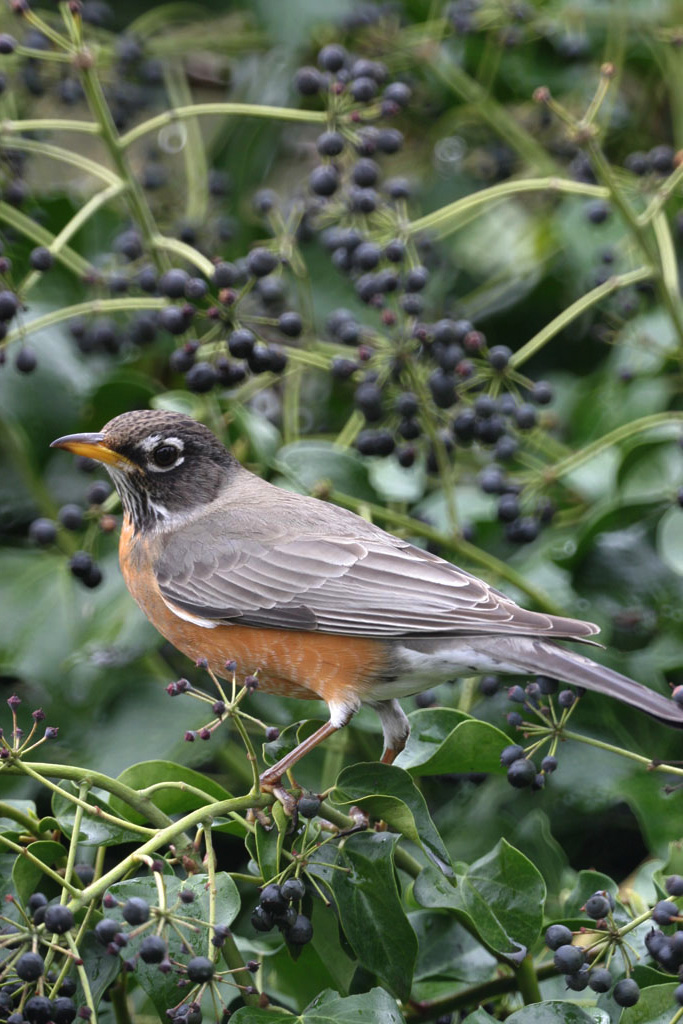 American Robin