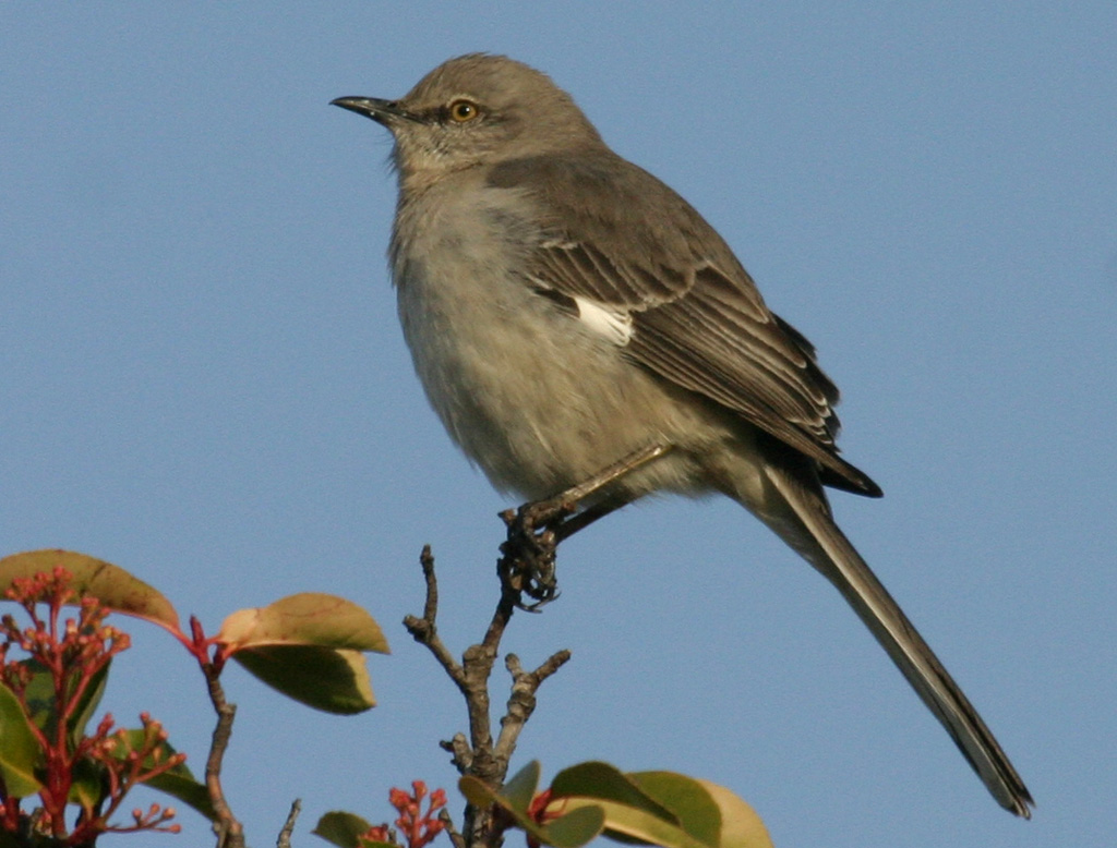 Northern Mockingbird