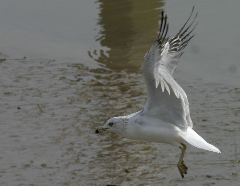 Ring-billed gull in flight2