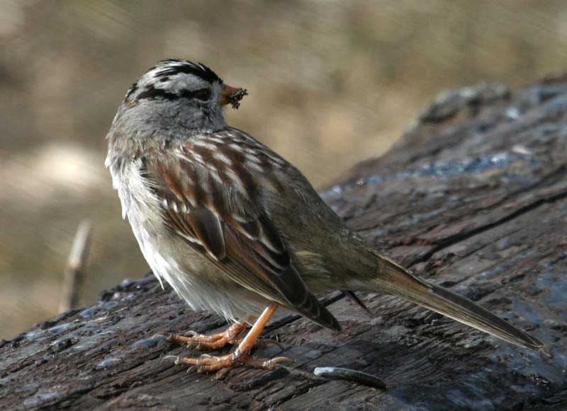Winter visitor