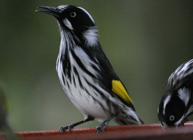 Manic Australian Honeyeater