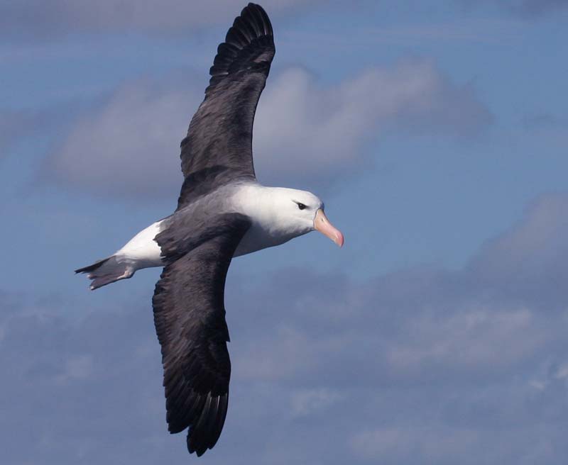 Southern wings