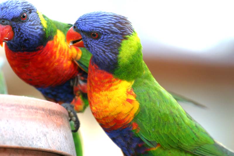 Yard birds