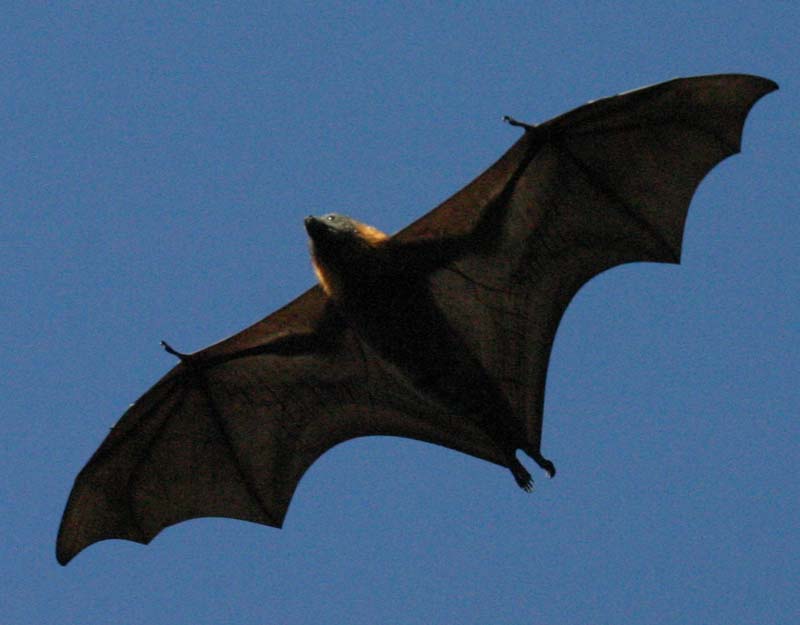 Flying Fox