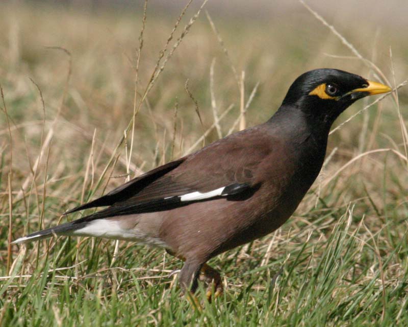Common Mynah