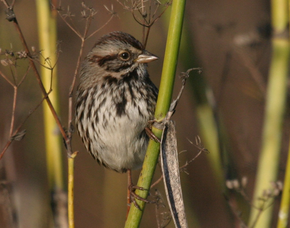 Song Sparrow