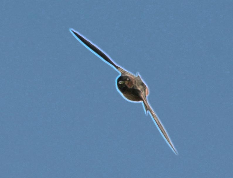 High wing bank