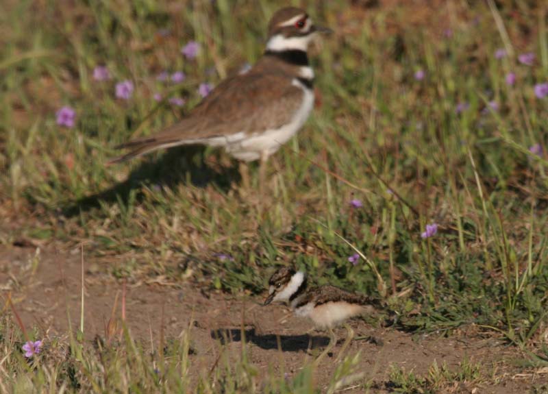 Baby Killdeer 2
