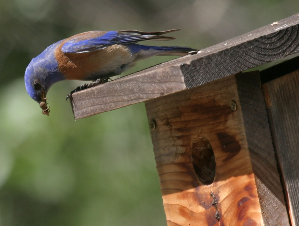 Dad bringing dinner